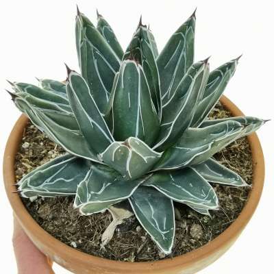 Agave victoriae-reginae