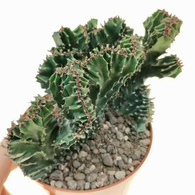 Euphorbia erythraeae f. crestata