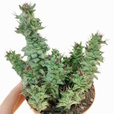 Euphorbia horrida f. mostruosa