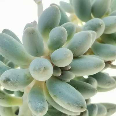 Pachyphytum 'Misty Charm' - Giromagi