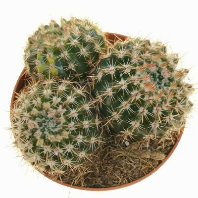 Notocactus submammullosus f. variegata - Giromagi