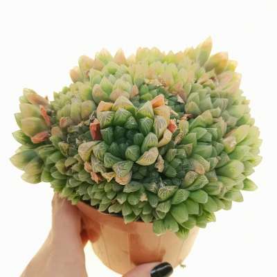 Haworthia Cooperi Giromagi Com Vendita Online Di Piante Grasse   IMG 20230314 143504 