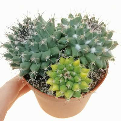 Mammillaria magnimamma f. variegata