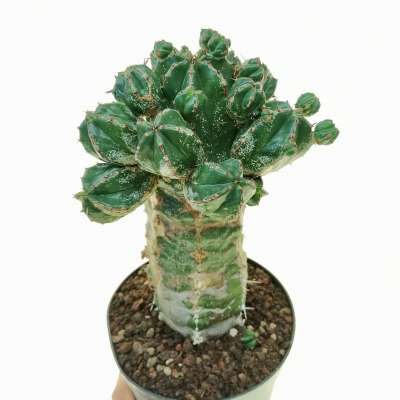 Euphorbia handiensis (Old Plant)