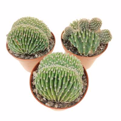 Echinopsis eyriesii f. crestata - Giromagi