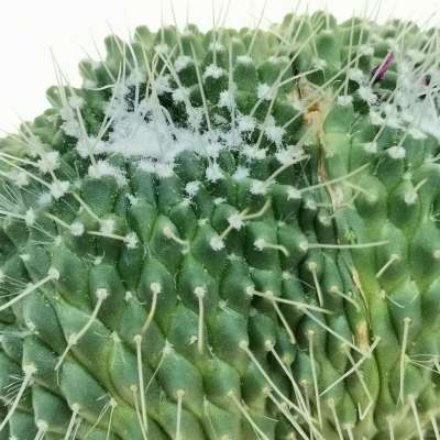 Mammillaria spinosissima cv. un pico f. mostruosa crestata - Giromagi