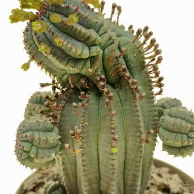 Euphorbia fimbriata f. prolifera - Giromagi