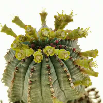 Euphorbia fimbriata f. prolifera - Giromagi