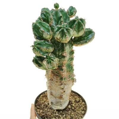 Euphorbia handiensis (Old Plant)