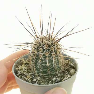 Lobivia aurea var. shaferi