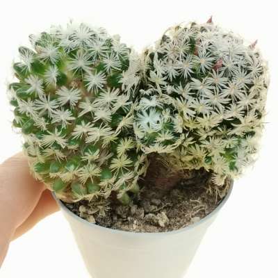 Mammillaria duwei
