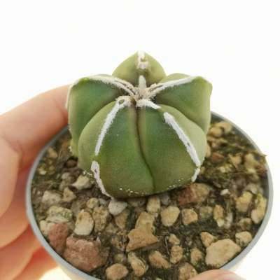 Astrophytum myriostigma cv. haku-Jo nudum