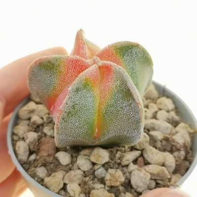 Astrophytum myriostigma cv. Koh-yo
