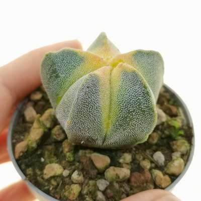 Astrophytum myriostigma cv. Koh-yo