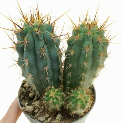 Browningia hertlingiana