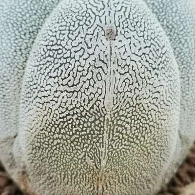 Astrophytum myriostigma cv. Onzuka quadricostatum - Giromagi