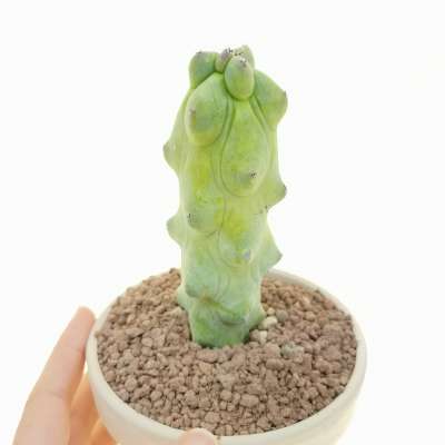 Myrtillocactus geometrizans cv. Fukurokuryuzinboku