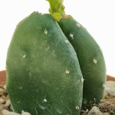 Opuntia vulgaris - Giromagi