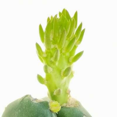 Opuntia vulgaris - Giromagi
