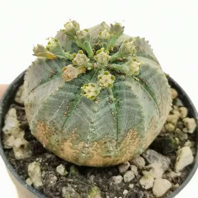 Euphorbia obesa (rare form)