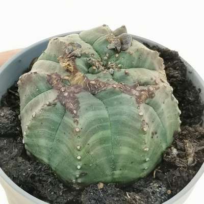 Euphorbia obesa cv. Rocky Mountain (Rare form)