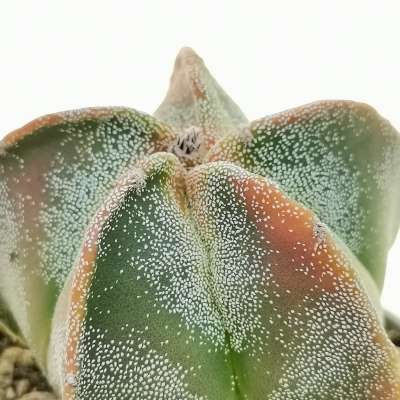 Astrophytum hybrid cv. Milky Way f. variegata - Giromagi
