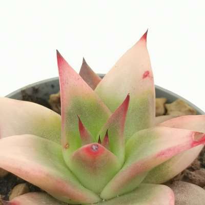 Echeveria agavoides 'Rajoya' f. variegata 6,5 cm. | Crassulaceae