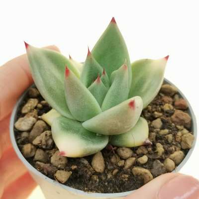 Echeveria agavoides 'Red Sirius' f. variegata