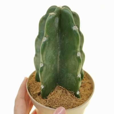 Cereus jamacaru 'Cuddly cactus'