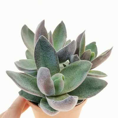 Crassula 'Garnet Lotus'