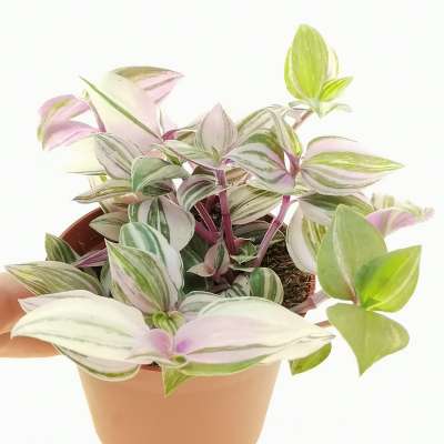 Tradescantia fluminensis 'Qricolor' 7,5 cm. | Commelinaceae - Giromagi  vendita piante grasse