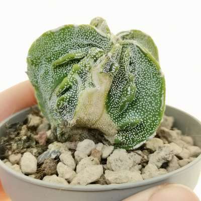 Astrophytum myriostigma cv. Fukuryu (type B) f. variegata