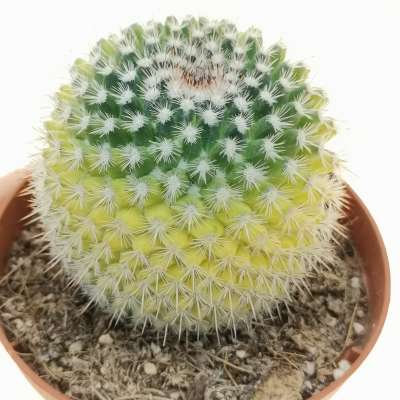 Mammillaria muehlenpfordtii f. prolifera variegata