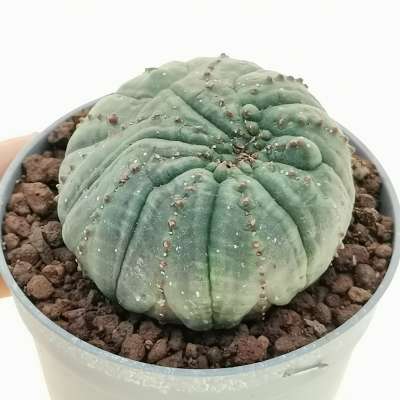 Euphorbia obesa f. mostruosa (Rare form)