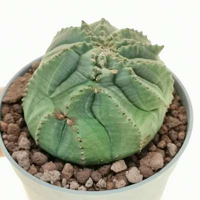 Euphorbia obesa cv. Rocky Mountain (Rare form)