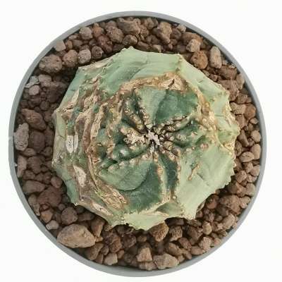 Euphorbia obesa cv. Rocky Mountain (Rare form) - Giromagi