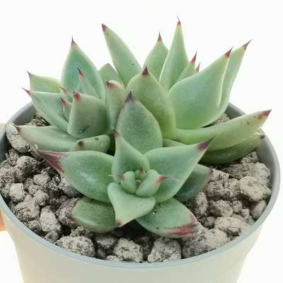Echeveria agavoides 'Aquamarine'