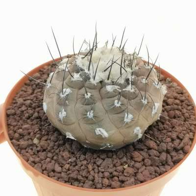 Copiapoa hypogaea var. barquitensis