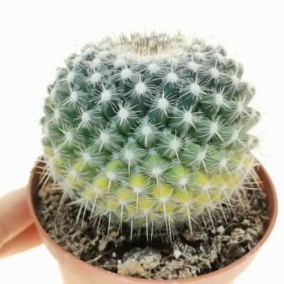 Mammillaria muehlenpfordtii f. variegata
