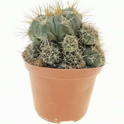 Gymnocalycium eurypleurum 10 cm. | Cactaceae - Giromagi vendita piante ...