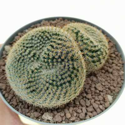 Mammillaria formosa subs. microthele var. superfina f. dicotomica