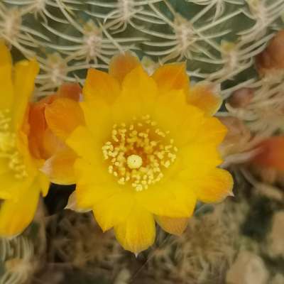 Sulcorebutia candiae - Giromagi