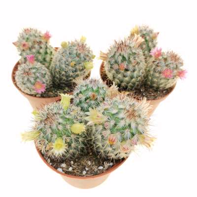 Mammillaria microhelia - Giromagi