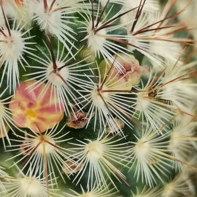 Mammillaria microhelia - Giromagi