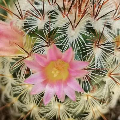 Mammillaria microhelia - Giromagi