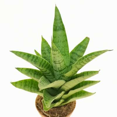 Sansevieria cylindrica 'Tough lady' 6 cm. | Dracaenaceae - Giromagi ...