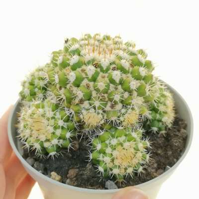 Mammillaria eichlamii
