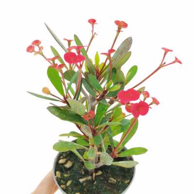 Euphorbia tardieuana