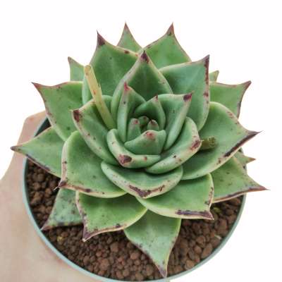 Echeveria agavoides 'Rajoya'