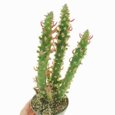 Opuntia subulata